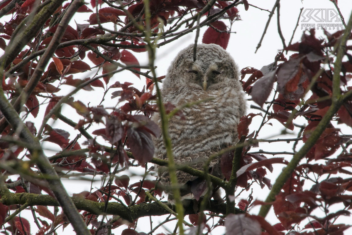 Jonge wilde dieren - Jonge bosuil Deze lente spendeerde ik heel wat tijd in de natuur en had ik enkele unieke kansen om jonge dieren en vogels te fotograferen. Hierbij dan ook enkele van m’n beste foto’s van een everzwijn biggetje, jonge bosuilen, een jonge bonte specht en een schattig jong vosje. Behalve de everzwijnen zijn alle dieren gefotografeerd in de vrije natuur in mijn thuisregio. Stefan Cruysberghs